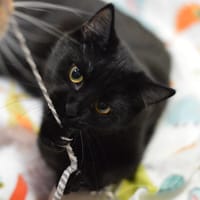 Bagera, kotka do adopcji