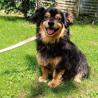 Ono  Ein ruhiger Gentleman, Hund zur Adoption