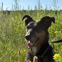 Dolly - eine sanfte Hundedame, Hündin zur Adoption