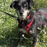 Naomi  Eine zarte Hundeseele, Hündin zur Adoption