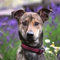 Tiger aus Kalbe sucht SICH!, Hund zur Adoption