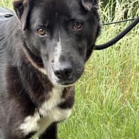 Diego  sanfter Labrador-Mix, Hund zur Adoption