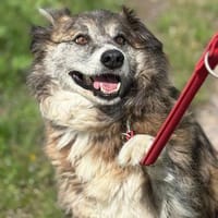 Drops - sucht sein für immer Zuhause, Hund zur Adoption