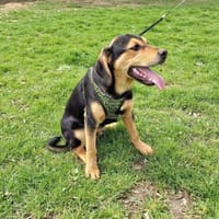 Topcho ein tolles Kerlchen, Hund zur Adoption