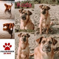 großer Mischling Koda sucht sein Zuhause, Hund zur Adoption