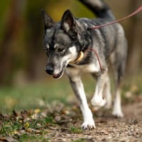 Vain, suczka do adopcji