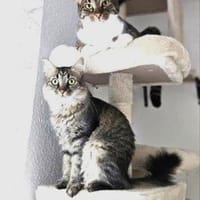 MIEZE & PUFA - ZWEI - Unzertrennliche..., Kater zur Adoption