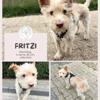 Fritzi - Mini-Pfote mit Maxi-Herz wartet, Hund zur Adoption