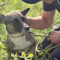 Numa - zarte, sanfte Seele, Hündin zur Adoption