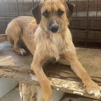 Lieber junger Dzesi sucht seine Familie!, Hund zur Adoption
