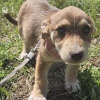 Elfie, kleiner Miniwelpe sucht Zuhause, Hündin zur Adoption