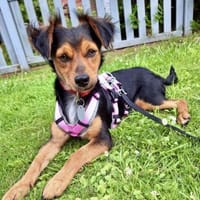 Figo, zutraulich, neugierig, freundlich, Hund zur Adoption