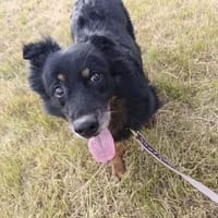 Buck - lebensfroher Mischling, Hund zur Adoption