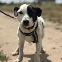 Clyde - handlicher Rüde sucht Zuhause, Hund zur Adoption