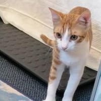 Chilli & Pimenton  Zwei rote Jungkater, Kater zur Adoption