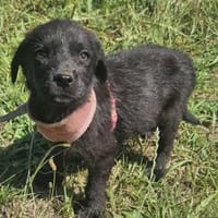 Georgie, kleiner Miniwelpe sucht Zuhause, Hund zur Adoption