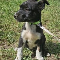 Benni, kleiner Welpe sucht neues Zuhause, Hund zur Adoption
