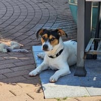 Oskar 💙 sucht seine Familie, Hund zur Adoption