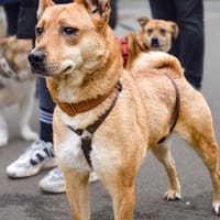 Hündin Lita sucht besondere Menschen, Hündin zur Adoption