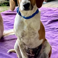 Lolaq/Bonny, offen, verschmust, Hündin zur Adoption