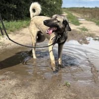 Aron  freundlicher Kangal, Hund zur Adoption