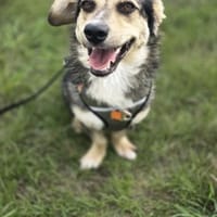 Olli  kleiner Wirbelwind mit großem Her, Hund zur Adoption