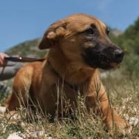Liebe junge Finja sucht ihre Familie!, Hündin zur Adoption
