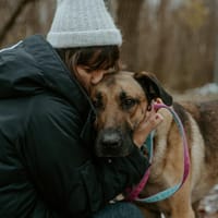 Kidos, pies do adopcji