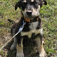 Josie, kleiner Welpe sucht neues Zuhause, Hündin zur Adoption