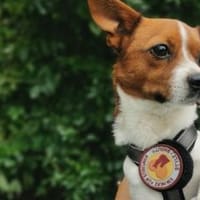 Hurin - Traumhund sucht Traumzuhause, Hund zur Adoption