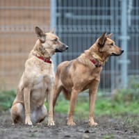 Sansa, suczka do adopcji