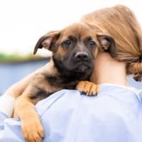 Schenkst du Pumba ein Zuhause?, Hund zur Adoption