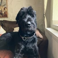 Horst, Riesenschnauzer (geb. 01.2018), Hund zur Adoption