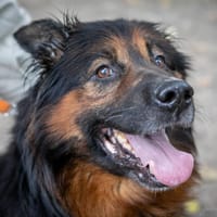 Kapral, pies do adopcji