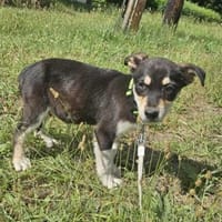 Stuart, kleiner Welpe sucht neues Zuhaus, Hund zur Adoption