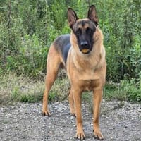 Saba - braucht endlich passende Menschen, Hund zur Adoption