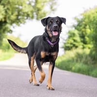 Mia - unkomplizierte Begleiterin, Hündin zur Adoption