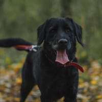 Fozzie, pies do adopcji