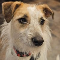 Spike Traumhund aus RO in DE 42857, Hund zur Adoption