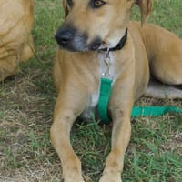 Jazmine, freundlich, verträglich, offen, Hündin zur Adoption