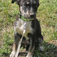 Bobby, kleiner Hund sucht neues Zuhause, Hund zur Adoption
