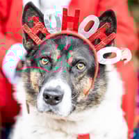 Piórko, pies do adopcji