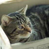 Dżoki, kot do adopcji
