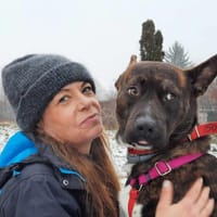 Kaszmir, pies do adopcji