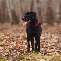 Onyks, pies do adopcji