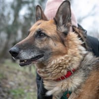 Werona, suczka do adopcji