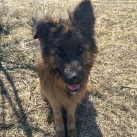 Maximus, pies do adopcji