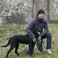 Olsen, pies do adopcji