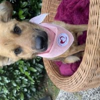 May ist in Deutschland, Hündin zur Adoption
