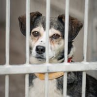 Ofelka, suczka do adopcji